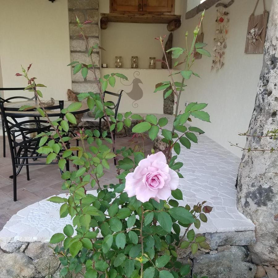 Nonna Pasqualina B&B Santa Teresa Gallura Kültér fotó